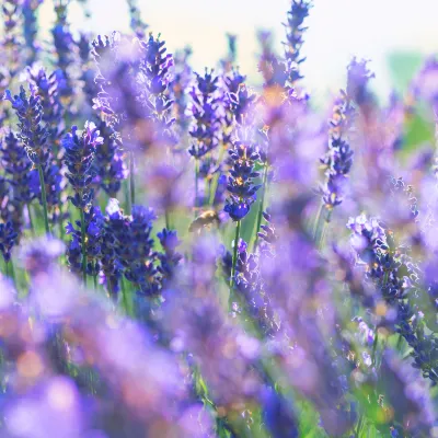 Отели рядом с достопримечательностью «Yamanakako Hananomiyako Flower Park»