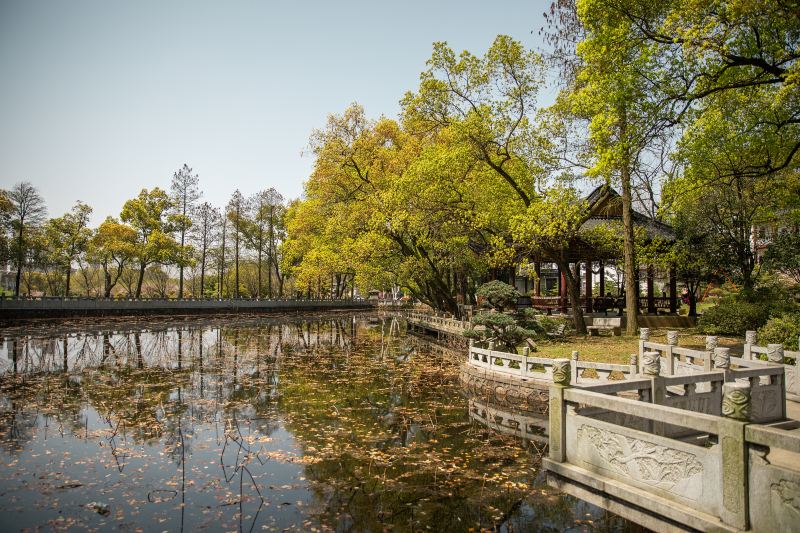 Mid-Level Lotus Garden