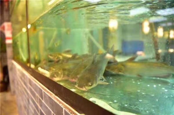 匠岳·王宝器麻椒鱼(汉中店)