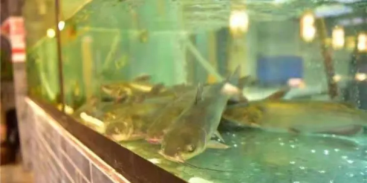 王寶器麻椒魚（漢中電視塔店）