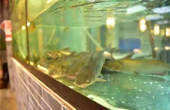 王寶器麻椒魚（漢中電視塔店）