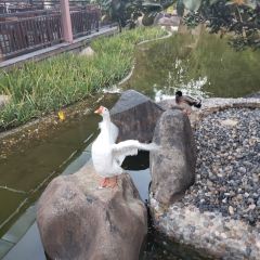 西双版纳洲际度假酒店海鲜傣味烧烤·侬香全日制餐厅 User Photo