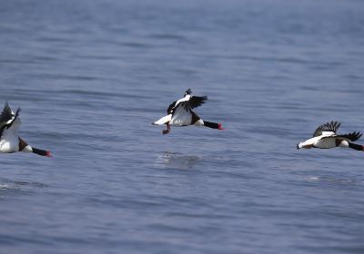 Hongjiannao Wetland