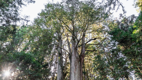 Alishan Sacred Tree Relics