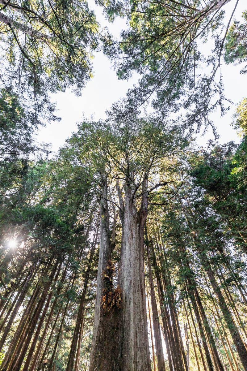 Alishan Sacred Tree Relics