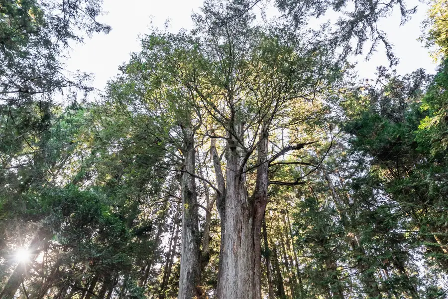 Alishan Sacred Tree Relics