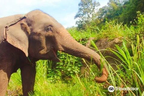 Kerchor​ elephant​ eco​ park​