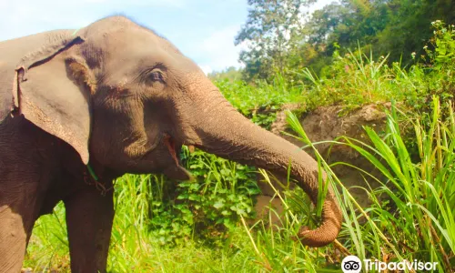 Kerchor​ elephant​ eco​ park​