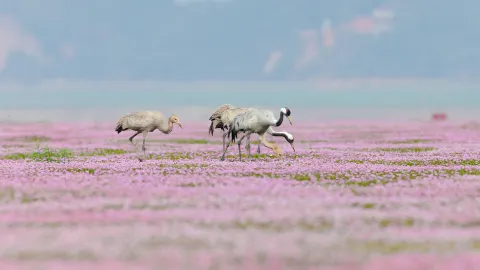 Bird Watching in Jiujiang attraction in Jiujiang