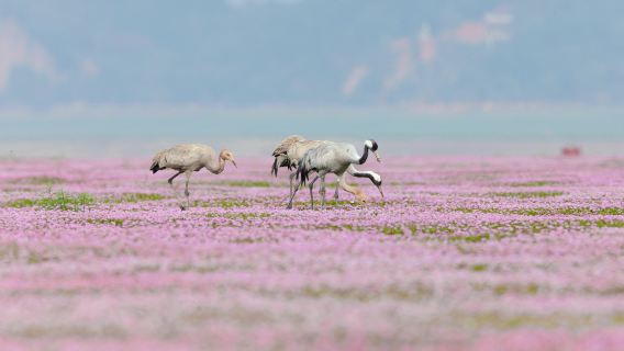 Bird Watching in Jiujiang