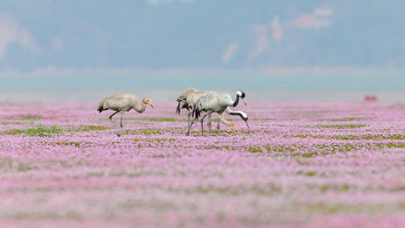 Poyang Lake Flower Sea