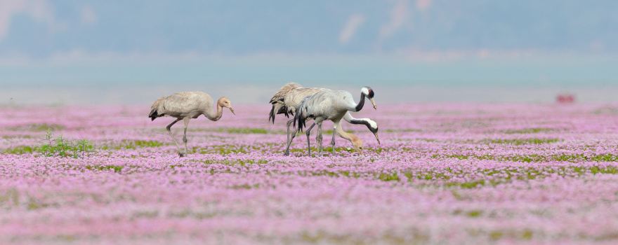 Poyang Lake Flower Sea
