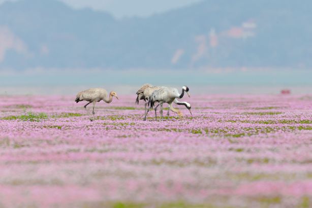 Bird Watching in Jiujiang