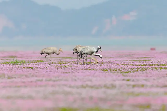 Bird Watching in Jiujiang