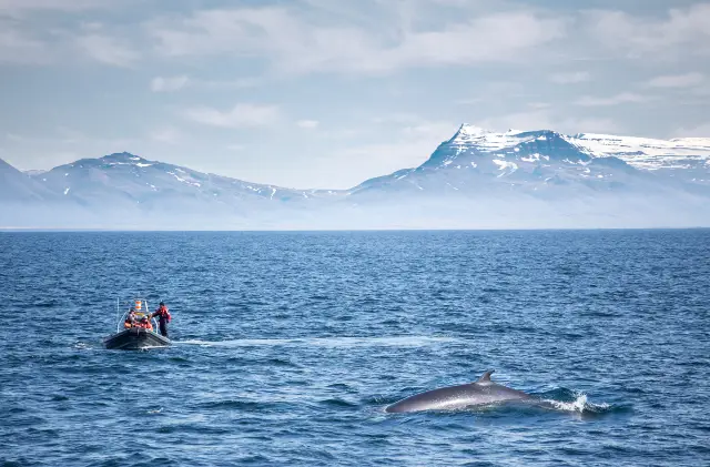Whale Watching At Sea in Iceland