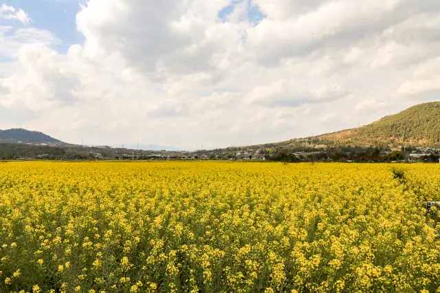Rapeseed Flower Viewing in Tengchong