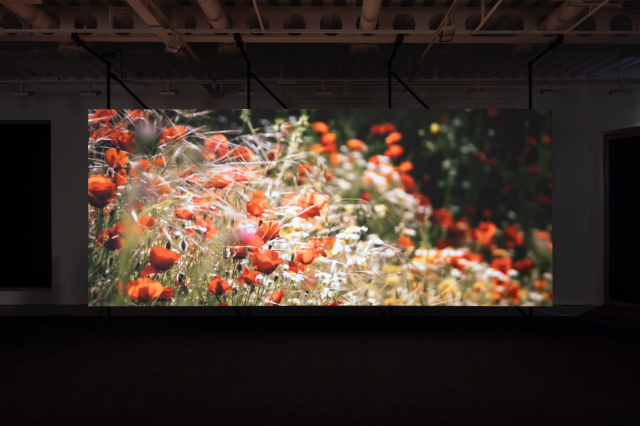 菲利普·帕雷諾《杏樹林》展覽 | Pilar Corrias
