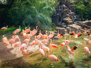 Houston Zoo