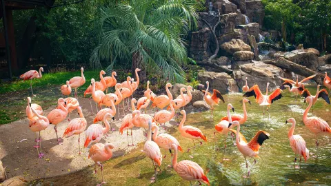 สวนสัตว์ฮิวสตัน attraction in เท็กซัส