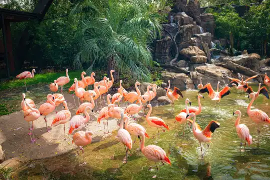 鄰近休斯頓動物園的酒店