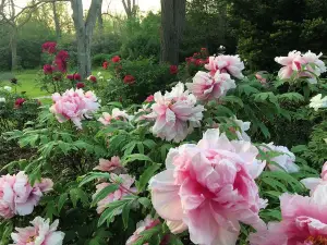 Linwood Tree Peony Festival of Flowers