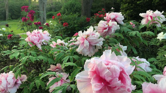 Linwood Tree Peony Festival of Flowers