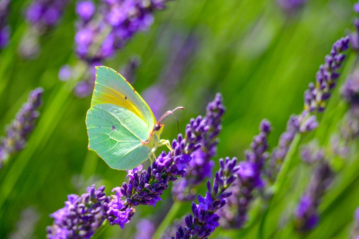 Olalla Lavender Festival | Kitsap County