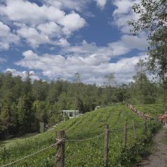 大地茶海餐廳張用戶圖片