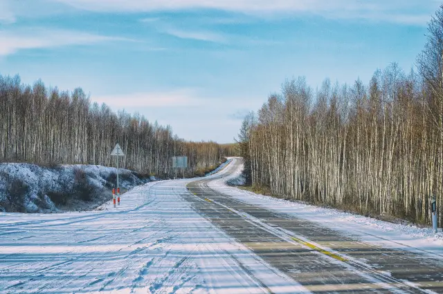 Birch Forest Viewing in Mohe