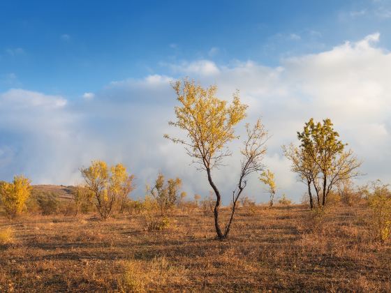 Hailar National Forest Park