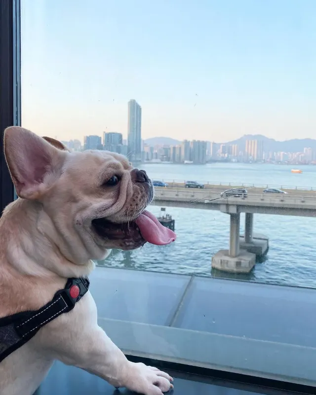 【寵物酒店邊間好？】香港13間寵物酒店 Staycation 推介🐶+住宿餐飲優惠