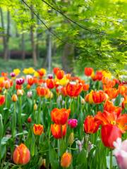 Luoyang Tulip and Peony Park