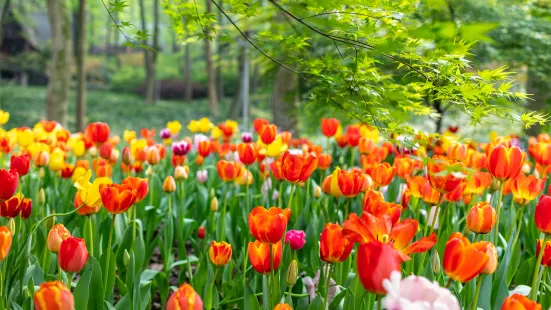 Luoyang Tulip and Peony Park