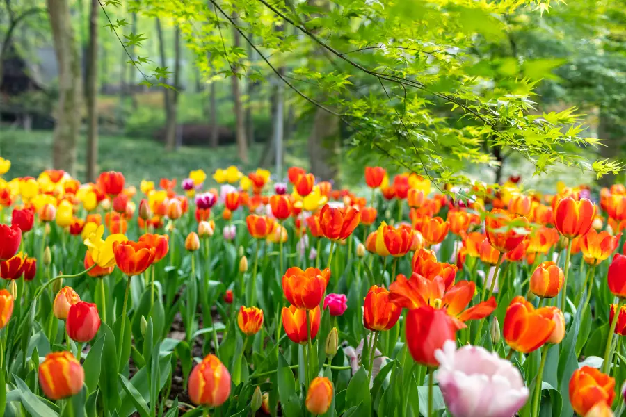 Luoyang Tulip and Peony Park