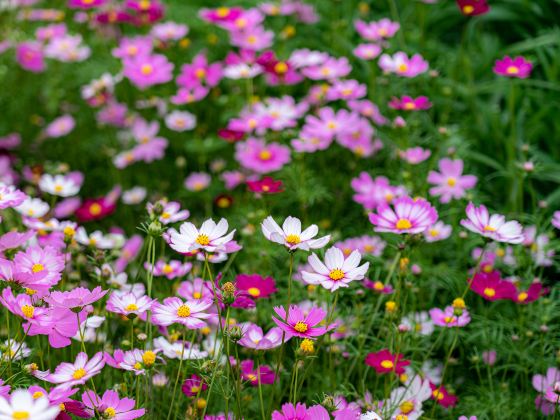 Sai Shicheng Flower Park