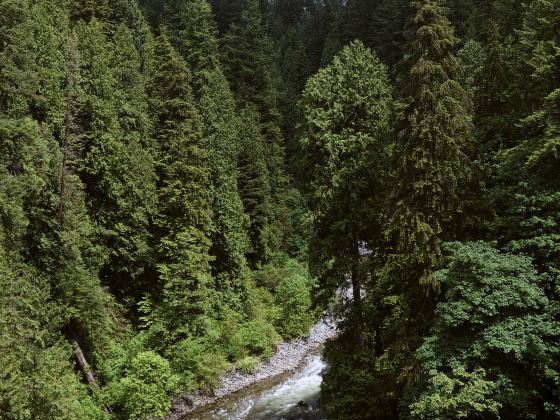 Capilano Suspension Bridge Park