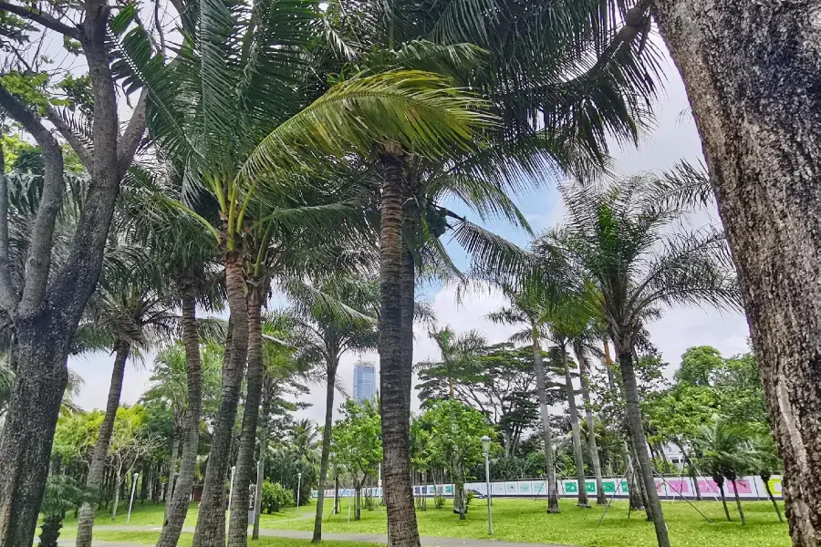 Shenzhen Hongshulin Seashore Ecological Park