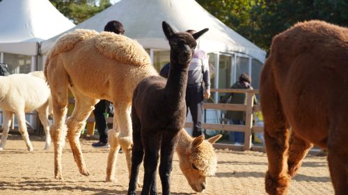 Alpaca World