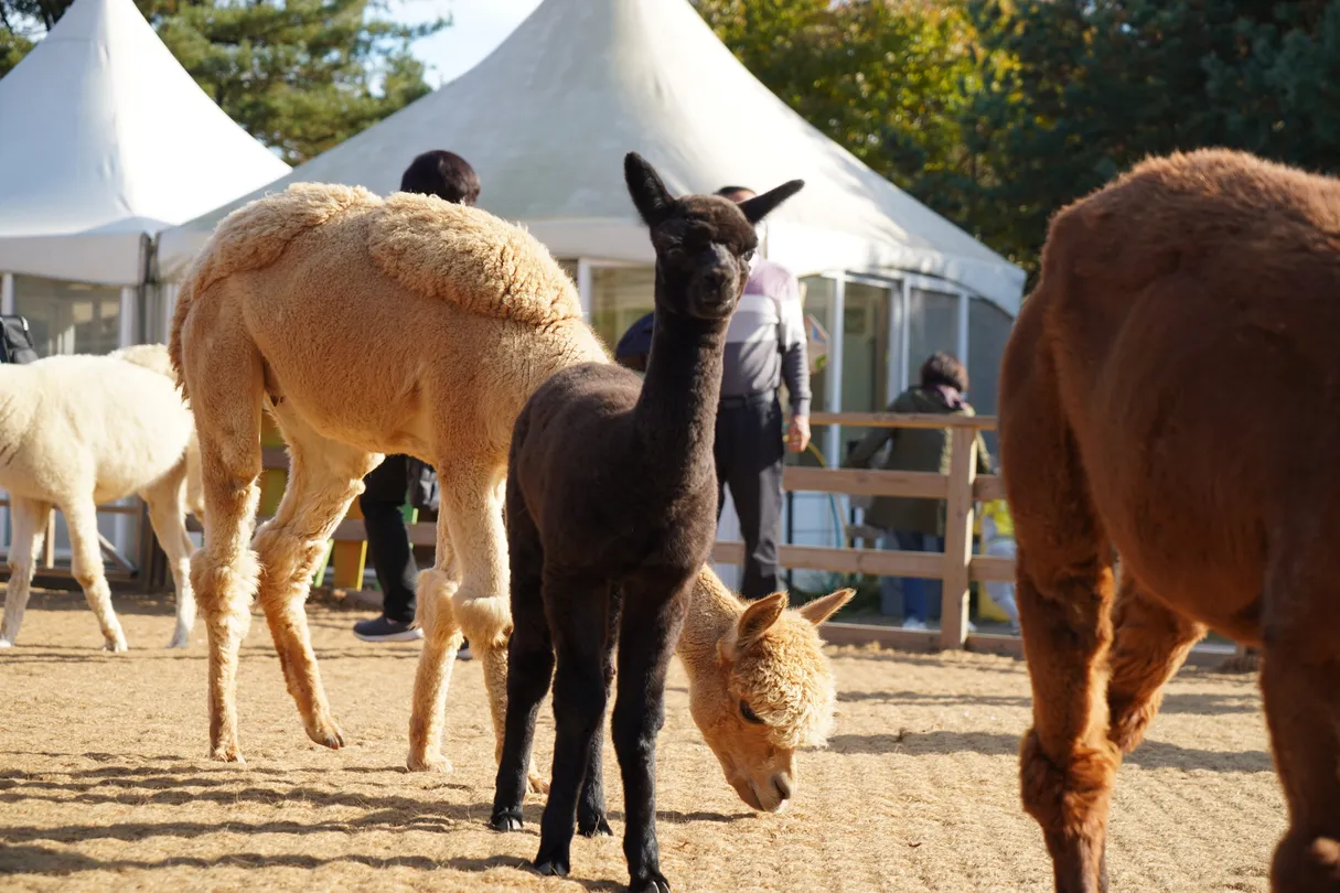 4_Alpaca World