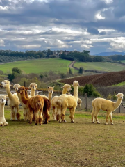 Passeggiate con Alpaca