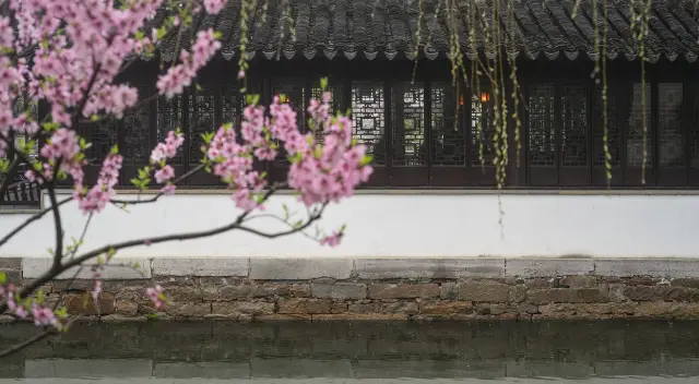 Suzhou Peach Blossom Viewing