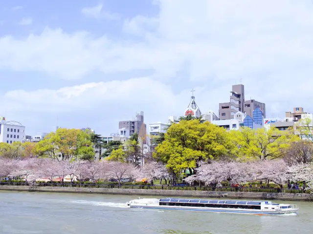 Cherry Blossom Viewing in Osaka