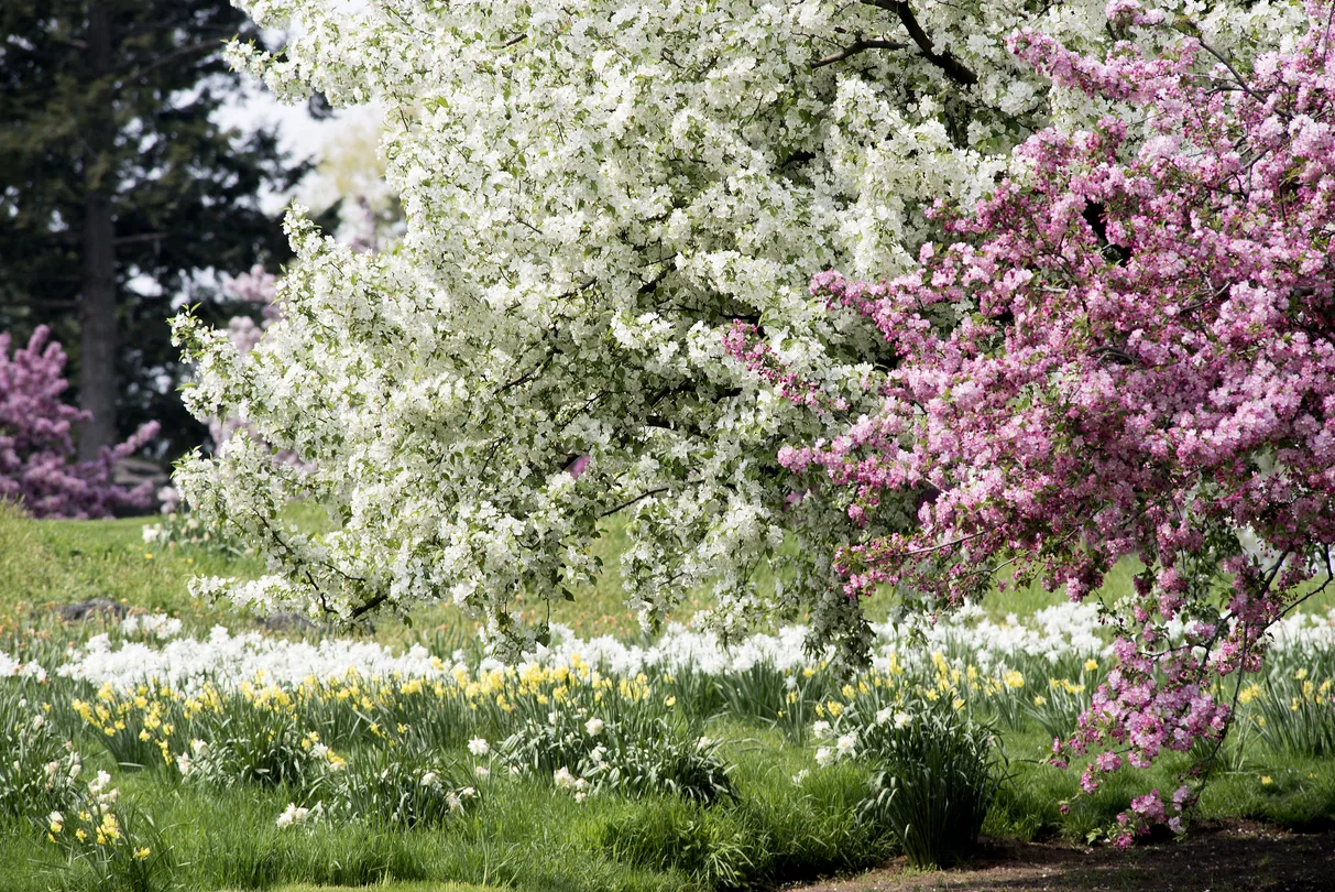 2_New York Botanical Garden