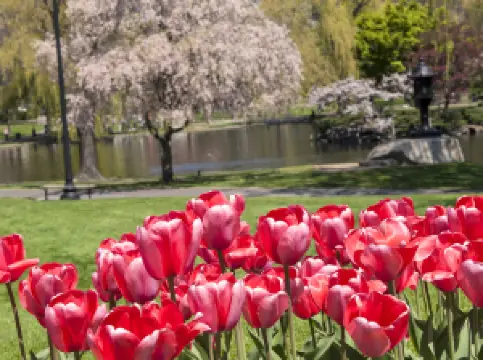 กิจกรรมในฤดูใบไม้ผลิยอดนิยมในบอสตัน