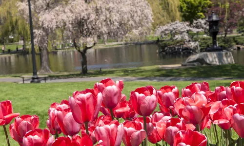 Public Garden