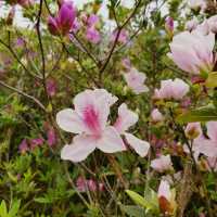 鳥語花香之地：佐敦谷公園