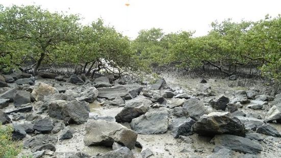 山口红树林距离市区较远，林间的海水里生活着潮蟹、鼓虾等多种海