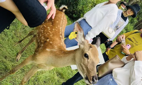 Changchun Deer Feeding