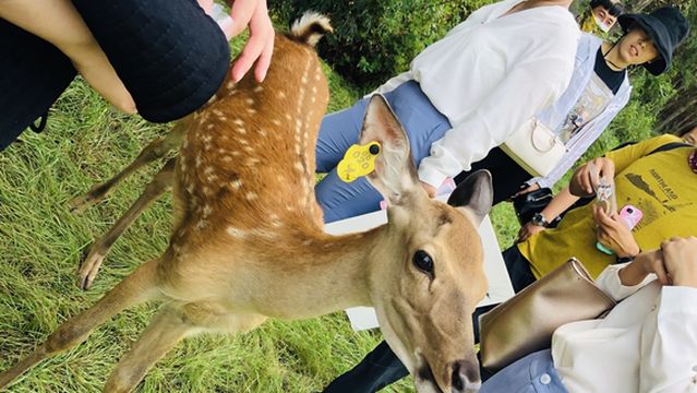 Sika Deer Feeding in Changchun