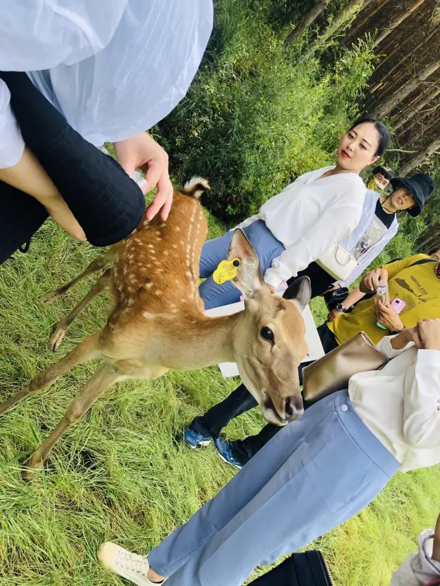 창춘 꽃사슴 먹이주기